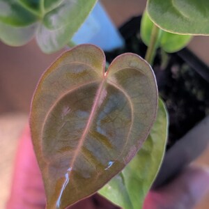 Anthurium Dorayaki x NSE dressleri x Zara Michelle F2x Carla #307 image 2