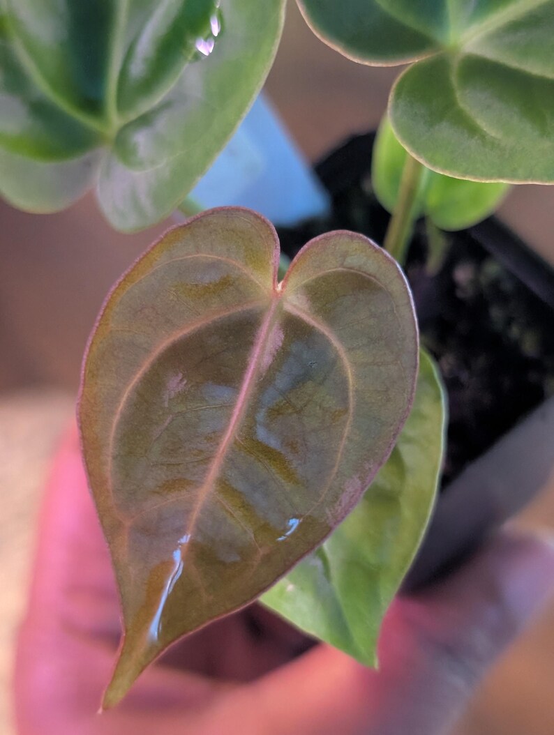 Anthurium Dorayaki x NSE dressleri x Zara Michelle F2x Carla #307 image 2