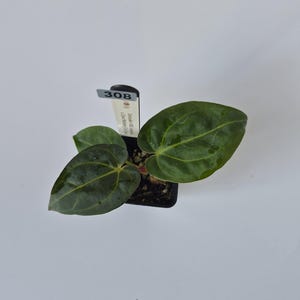 May include: A small potted plant with large, dark green leaves. The leaves have prominent veins and a glossy texture. A small tag with the number "308" is attached to the pot. The plant is set against a plain white background.