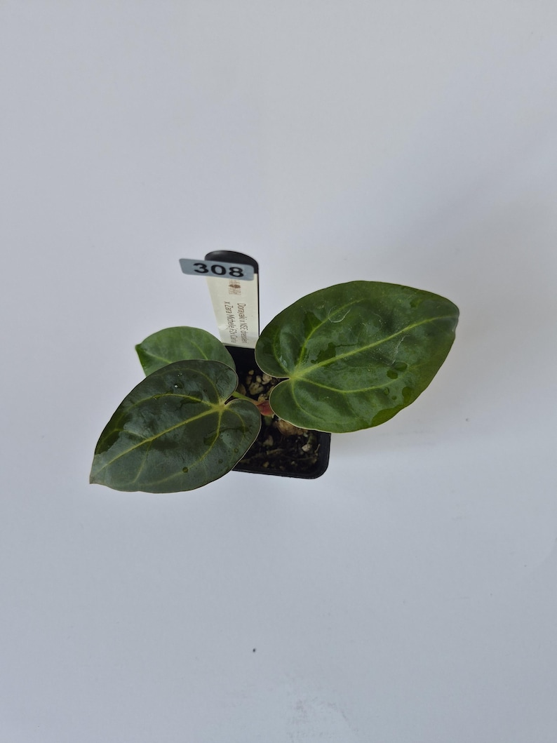 May include: A small potted plant with large, dark green leaves. The leaves have prominent veins and a glossy texture. A small tag with the number "308" is attached to the pot. The plant is set against a plain white background.