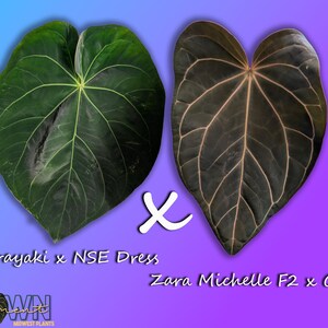 May include: Two large, heart-shaped leaves are displayed against a gradient background. One is dark green with light green veins, the other is dark brown with light brown veins. Text reads "Dorayaki x NSE Dress" and "Zara Michelle F2 x Carla".