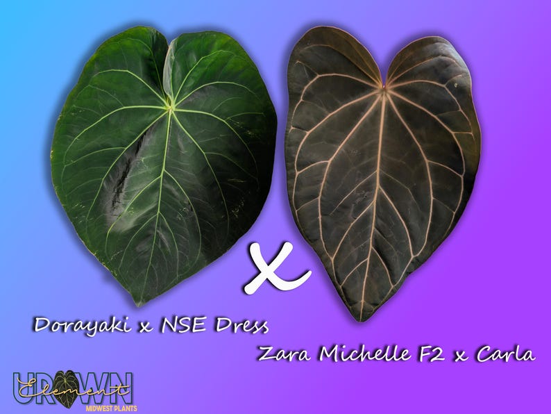 May include: Two large, heart-shaped leaves are displayed against a gradient background. One is dark green with light green veins, the other is dark brown with light brown veins. Text reads "Dorayaki x NSE Dress" and "Zara Michelle F2 x Carla".