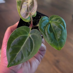 May include: A set of three ceramic mugs with a speckled, matte finish. The mugs are in shades of cream, light gray, and dark gray. Each mug has a simple, modern design, perfect for coffee or tea.