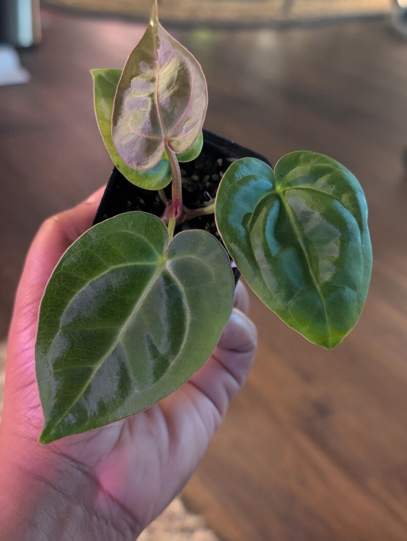 May include: A set of three ceramic mugs with a speckled, matte finish. The mugs are in shades of cream, light gray, and dark gray. Each mug has a simple, modern design, perfect for coffee or tea.