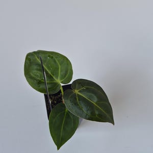 May include: A small potted plant with dark green, heart-shaped leaves. The leaves have prominent veins and a glossy texture. The plant is in a black square pot, set against a plain white background. The plant appears healthy and well-cared for.