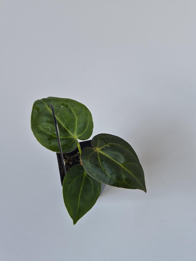 May include: A small potted plant with dark green, heart-shaped leaves. The leaves have prominent veins and a glossy texture. The plant is in a black square pot, set against a plain white background. The plant appears healthy and well-cared for.