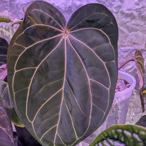May include: Close-up of a large, dark green leaf with prominent, light pink veins. The leaf has a heart-like shape and a textured surface. The image is of a plant, likely an Anthurium species, with other leaves and plants visible in the background.