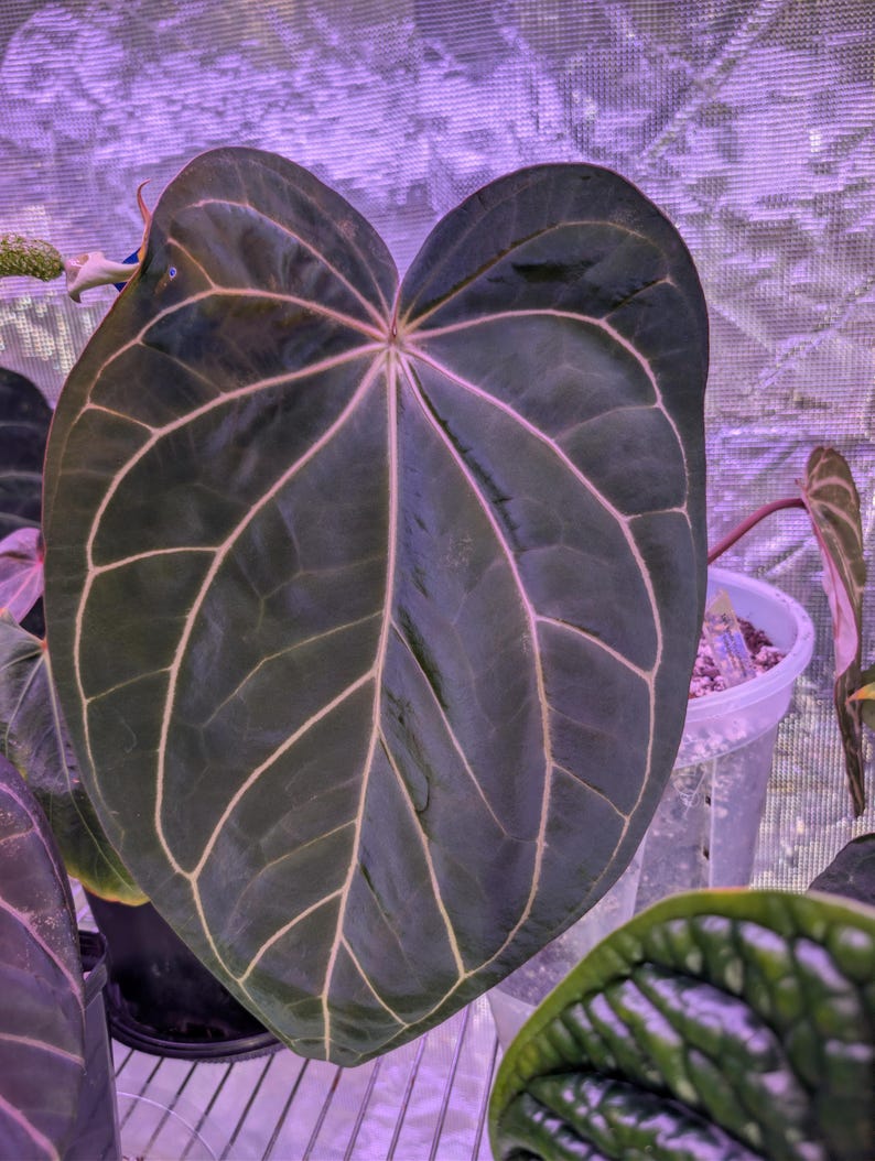 May include: Close-up of a large, dark green leaf with prominent, light pink veins. The leaf has a heart-like shape and a textured surface. The image is of a plant, likely an Anthurium species, with other leaves and plants visible in the background.