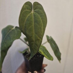 Puede incluir: Una planta en maceta con grandes hojas en forma de coraz&oacute;n, de color verde oscuro aterciopelado y con nervaduras de color verde claro. La planta est&aacute; en una peque&ntilde;a maceta de vivero cuadrada de pl&aacute;stico negro, con varias hojas visibles.