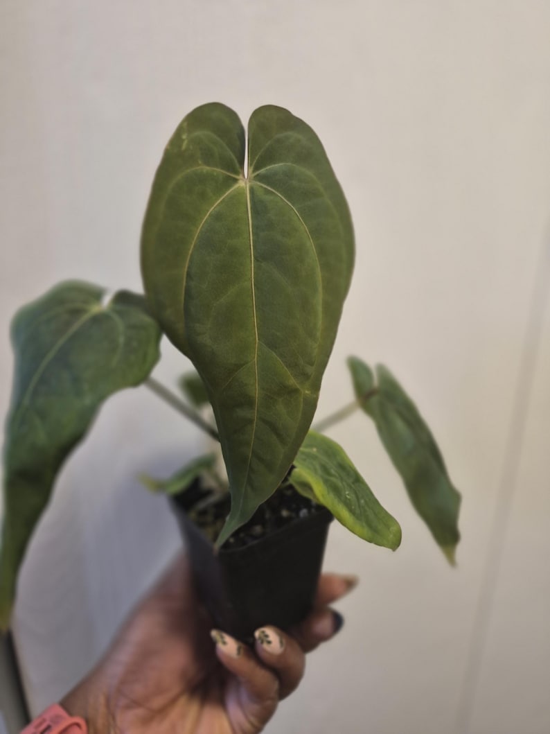 Puede incluir: Una planta en maceta con grandes hojas en forma de coraz&oacute;n, de color verde oscuro aterciopelado y con nervaduras de color verde claro. La planta est&aacute; en una peque&ntilde;a maceta de vivero cuadrada de pl&aacute;stico negro, con varias hojas visibles.