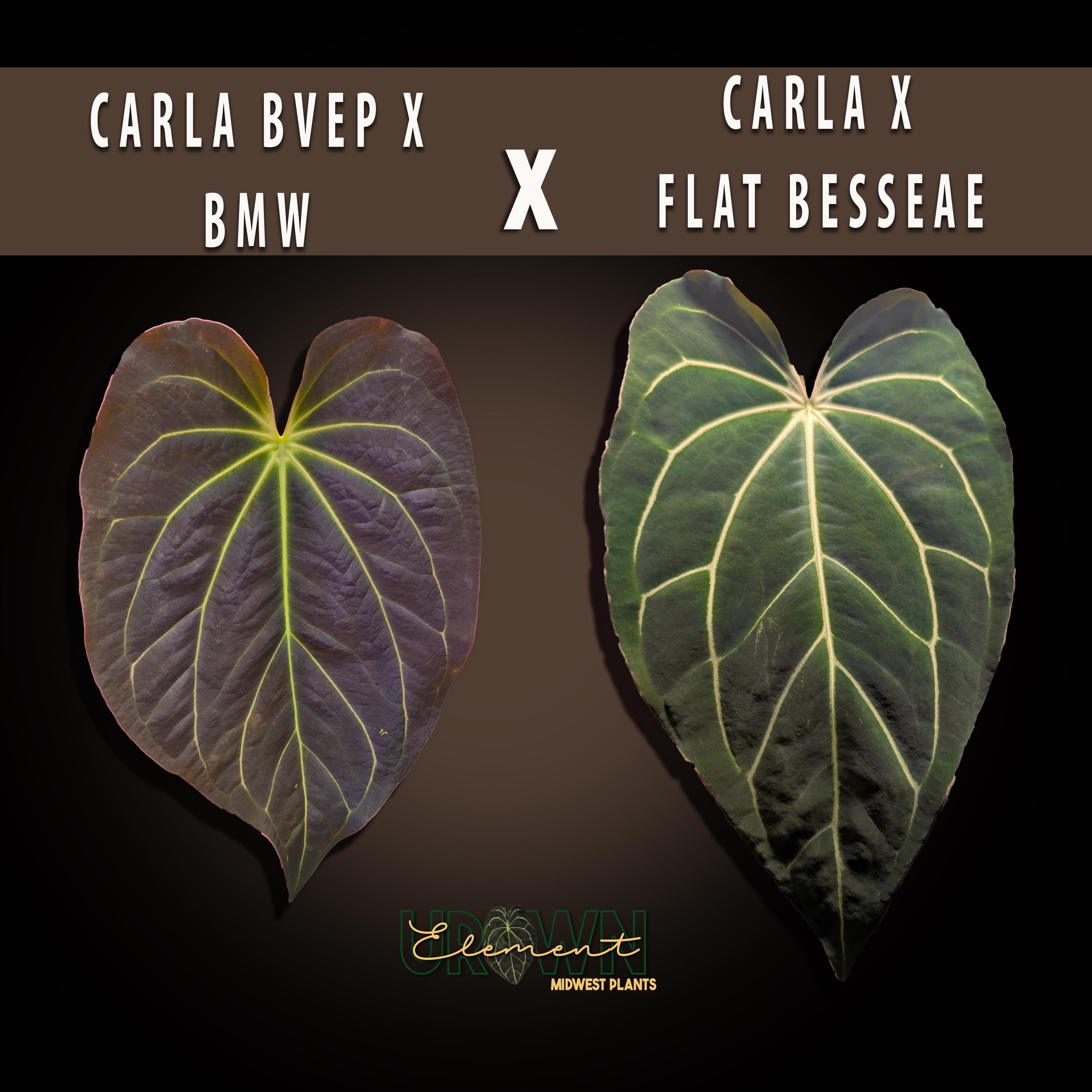 Anthurium Carla X Pap - Etsy