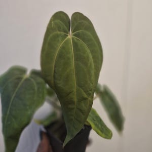 Puede incluir: Una planta Anthurium en maceta con hojas grandes en forma de coraz&oacute;n de color verde oscuro, con una textura aterciopelada y venas de color verde claro. El follaje muestra una punta distintiva y un acabado mate, creciendo en un peque&ntilde;o recipiente negro.