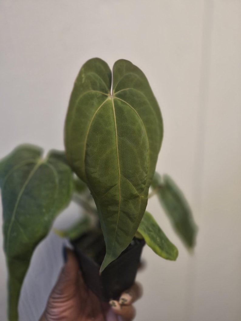 Puede incluir: Una planta Anthurium en maceta con hojas grandes en forma de coraz&oacute;n de color verde oscuro, con una textura aterciopelada y venas de color verde claro. El follaje muestra una punta distintiva y un acabado mate, creciendo en un peque&ntilde;o recipiente negro.
