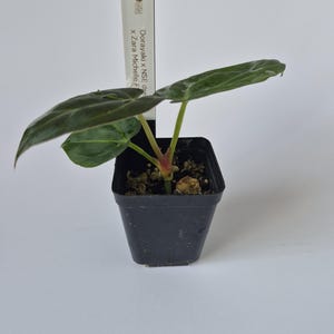 May include: A small potted plant with large, dark green leaves and a red stem. The plant is in a square black plastic pot. A white tag with the number 308 and the text "Dorayaki x NSE dre x Zara Michelle F" is in the pot.