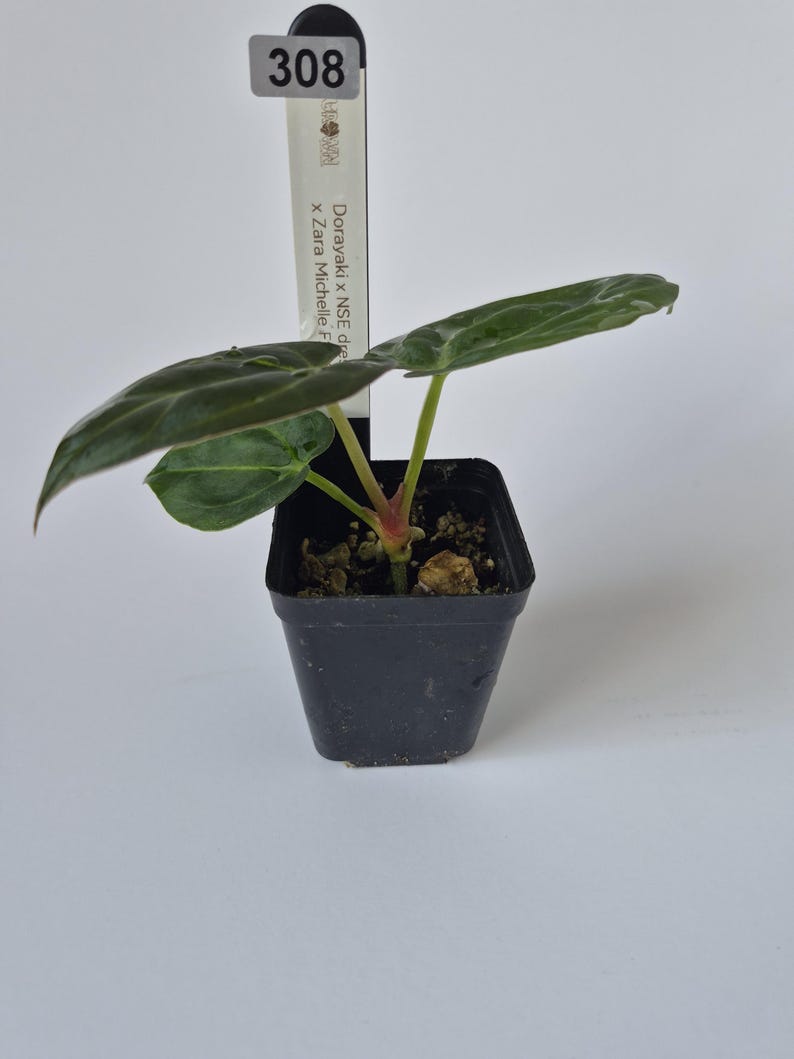 May include: A small potted plant with large, dark green leaves and a red stem. The plant is in a square black plastic pot. A white tag with the number 308 and the text "Dorayaki x NSE dre x Zara Michelle F" is in the pot.
