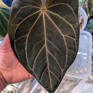 May include: A large, heart-shaped leaf with dark green coloration and prominent light-colored veins. The leaf is held in a hand, showcasing its size and intricate veining pattern. The edges of the leaf have a reddish-brown hue.