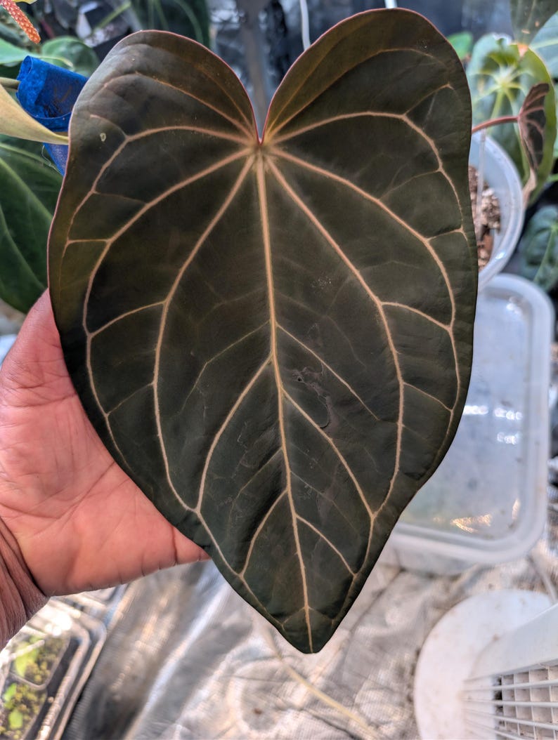 May include: A large, heart-shaped leaf with dark green coloration and prominent light-colored veins. The leaf is held in a hand, showcasing its size and intricate veining pattern. The edges of the leaf have a reddish-brown hue.