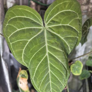 Puede incluir: Una hoja grande en forma de coraz&oacute;n de color verde intenso con venas prominentes de color claro que irradian desde el centro. La superficie de la hoja tiene una apariencia ligeramente texturizada y los bordes son lisos y redondeados.