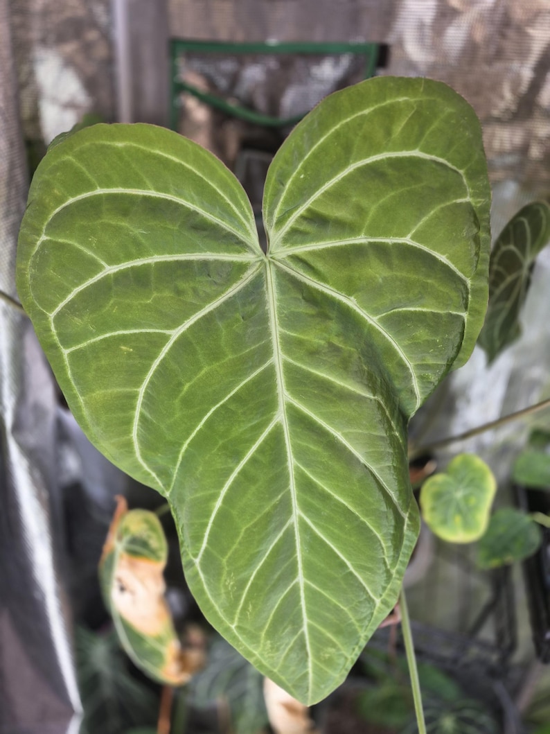 Puede incluir: Una hoja grande en forma de coraz&oacute;n de color verde intenso con venas prominentes de color claro que irradian desde el centro. La superficie de la hoja tiene una apariencia ligeramente texturizada y los bordes son lisos y redondeados.
