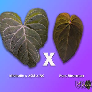 Puede incluir: Dos hojas en forma de coraz&oacute;n mostradas lado a lado. La hoja izquierda es verde oscuro con venas claras prominentes, etiquetada Michelle x AOS x RC. La hoja derecha es de color marr&oacute;n verdoso oscuro, etiquetada Fort Sherman. Una X blanca.