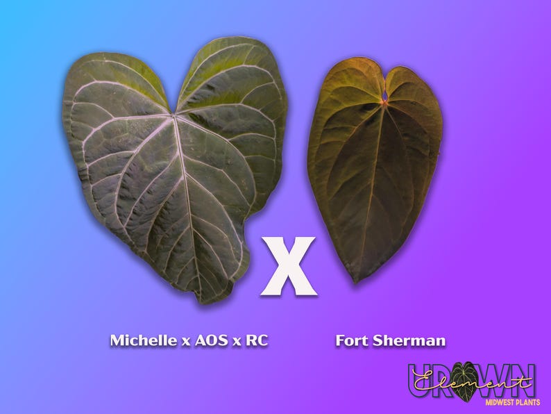Puede incluir: Dos hojas en forma de coraz&oacute;n mostradas lado a lado. La hoja izquierda es verde oscuro con venas claras prominentes, etiquetada Michelle x AOS x RC. La hoja derecha es de color marr&oacute;n verdoso oscuro, etiquetada Fort Sherman. Una X blanca.