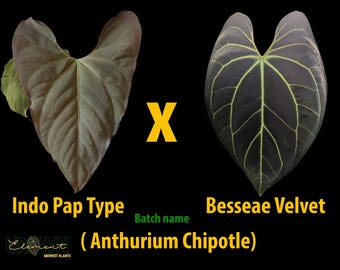 Anthurium "Chipotle" Indo pap x besseae velvet seedlings GROWER'S CHOICE