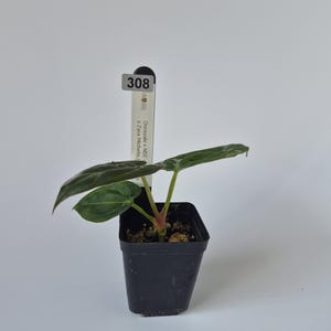 May include: A small potted plant with dark green leaves and a red stem. The plant is in a black square pot. A white tag with the number 308 and plant details is visible.