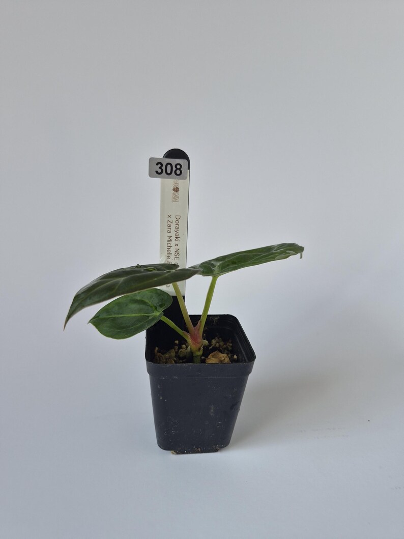 May include: A small potted plant with dark green leaves and a red stem. The plant is in a black square pot. A white tag with the number 308 and plant details is visible.