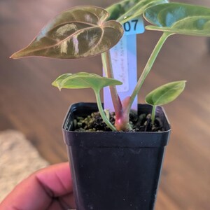 May include: A small potted plant with heart-shaped leaves. The leaves are a mix of green and brown, with a prominent vein pattern. The plant is in a black square pot. A tag with the number "07" is visible.