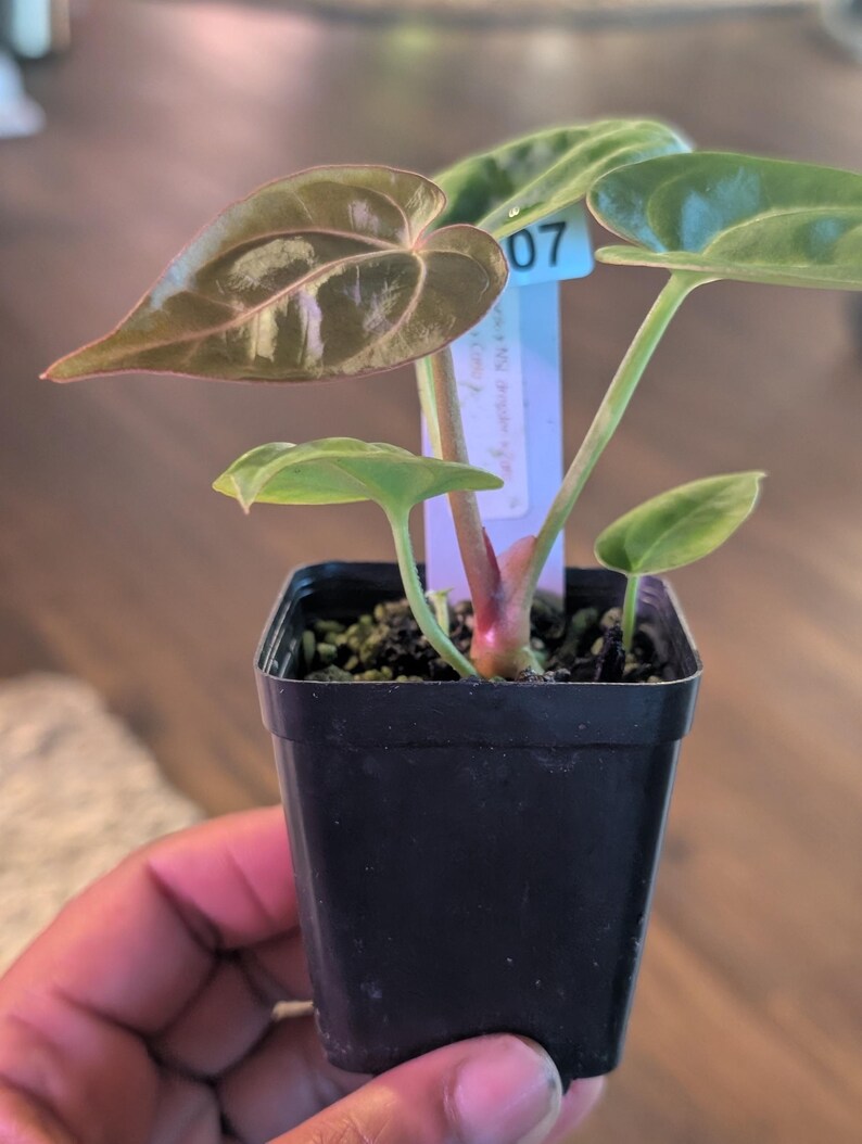May include: A small potted plant with heart-shaped leaves. The leaves are a mix of green and brown, with a prominent vein pattern. The plant is in a black square pot. A tag with the number "07" is visible.