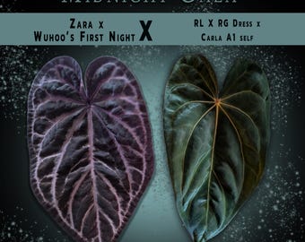 Semillas germinadas de Anthurium 'Midnight Gala' (Zara x Wuhoo's first night x RL x RG dress x Cara A1 self)