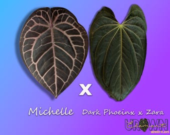 Anthurium Michelle x Dark Phoenix x Zara f4 seedlings GROWER'S CHOICE