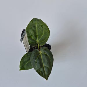 May include: A small potted plant with dark green, heart-shaped leaves. The leaves have visible veins and water droplets. A tag with the number "308" is attached to the pot. The plant is set against a white background.