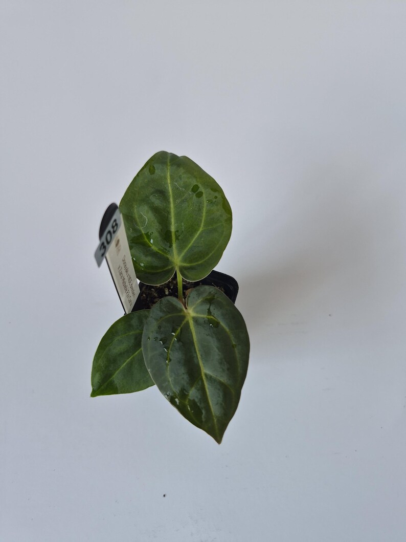 May include: A small potted plant with dark green, heart-shaped leaves. The leaves have visible veins and water droplets. A tag with the number "308" is attached to the pot. The plant is set against a white background.