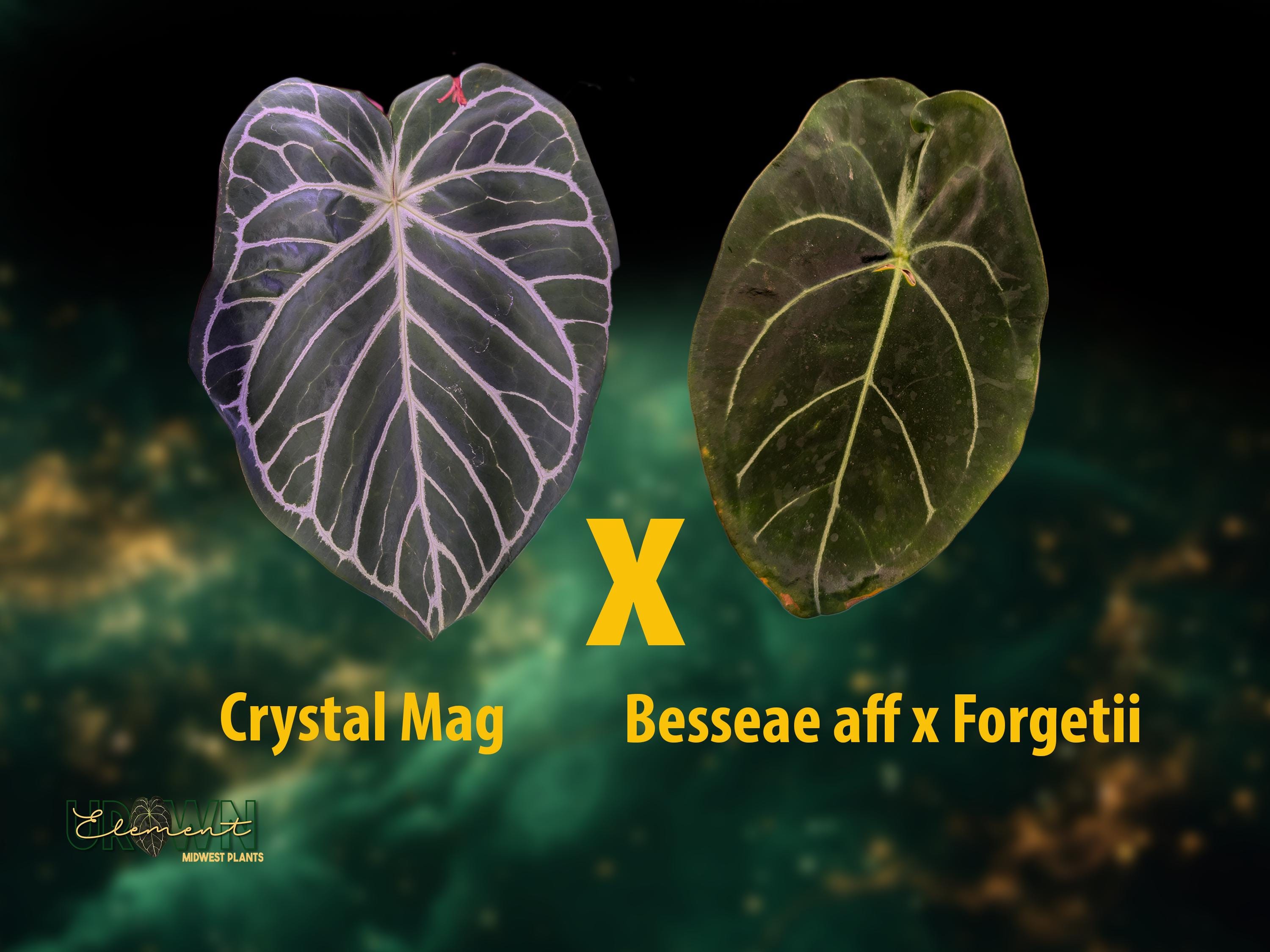 Anthurium Crystallinum x Magnificum x besseae aff x forgetii seedlings  GROWER'S CHOICE