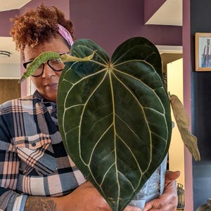 May include: A large, dark green Anthurium plant with prominent white veins, held in a clear plastic pot. The plant's heart-shaped leaves are the focal point, showcasing a striking contrast of colors and textures. The plant is indoors.