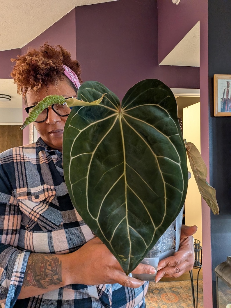 May include: A large, dark green Anthurium plant with prominent white veins, held in a clear plastic pot. The plant's heart-shaped leaves are the focal point, showcasing a striking contrast of colors and textures. The plant is indoors.