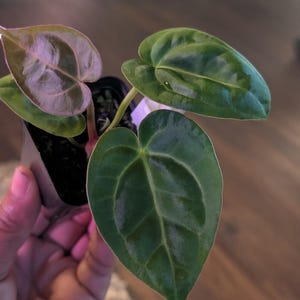 Anthurium Dorayaki x NSE dressleri x Zara Michelle F2x Carla #307 image 1