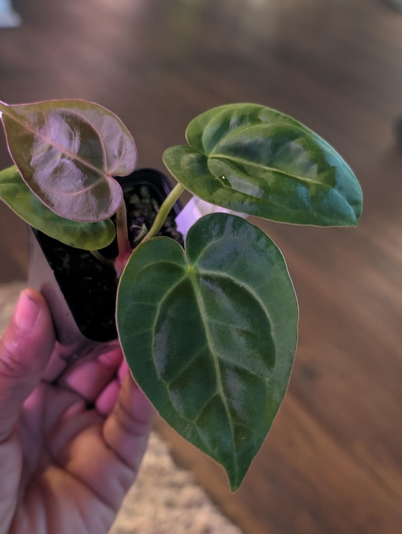 Anthurium Dorayaki x NSE dressleri x Zara Michelle F2x Carla #307 image 1