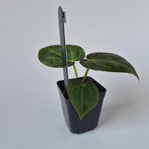 May include: A small potted plant with dark green, heart-shaped leaves. The plant is in a square black plastic pot with a black plant marker. The background is plain white.