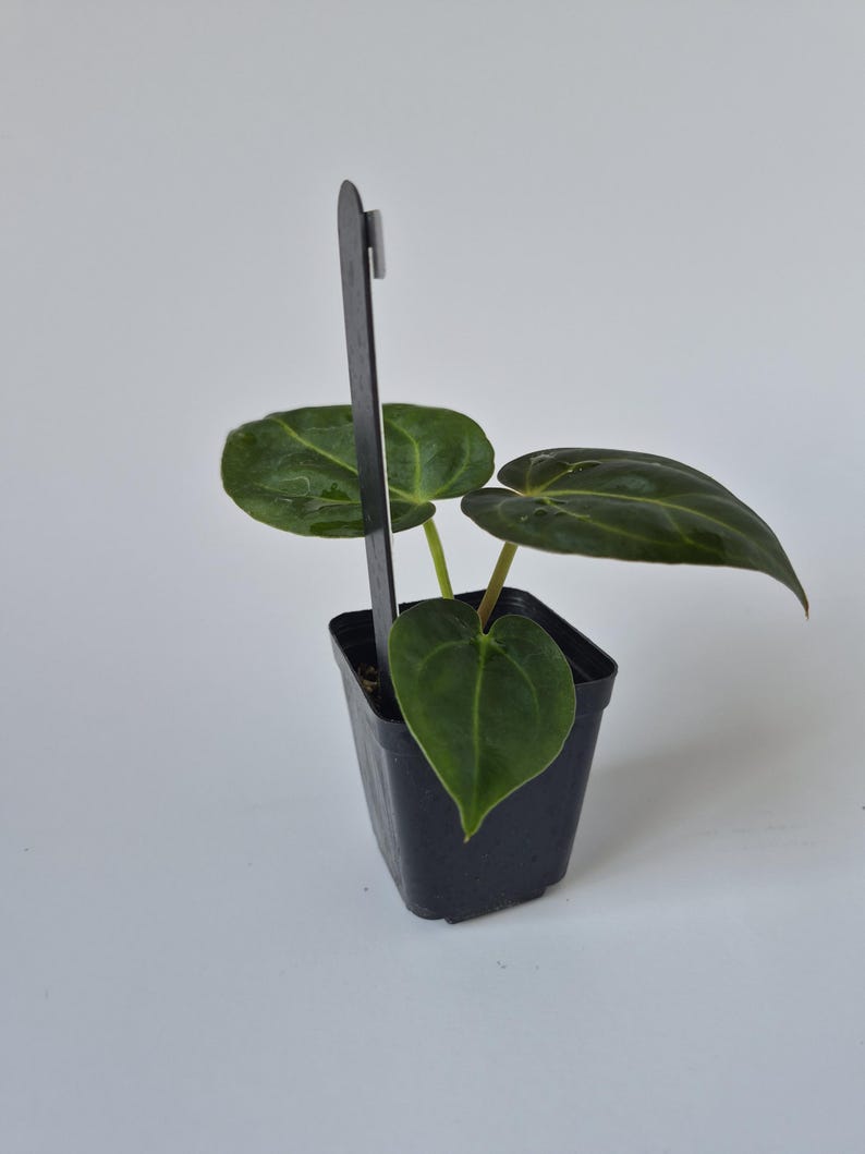 May include: A small potted plant with dark green, heart-shaped leaves. The plant is in a square black plastic pot with a black plant marker. The background is plain white.