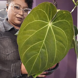 May include: A large, heart-shaped, green leaf with prominent white veins. The leaf is part of a potted plant, held in a black pot. The plant has a dark green stem and a dark purple background.