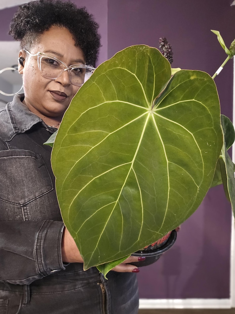 May include: A large, heart-shaped, green leaf with prominent white veins. The leaf is part of a potted plant, held in a black pot. The plant has a dark green stem and a dark purple background.