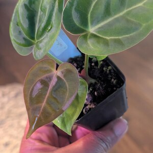 May include: A small potted plant with large, heart-shaped leaves. The leaves are a deep green with prominent veins, and some have a reddish-brown hue. The plant is in a black plastic pot, held by a hand.