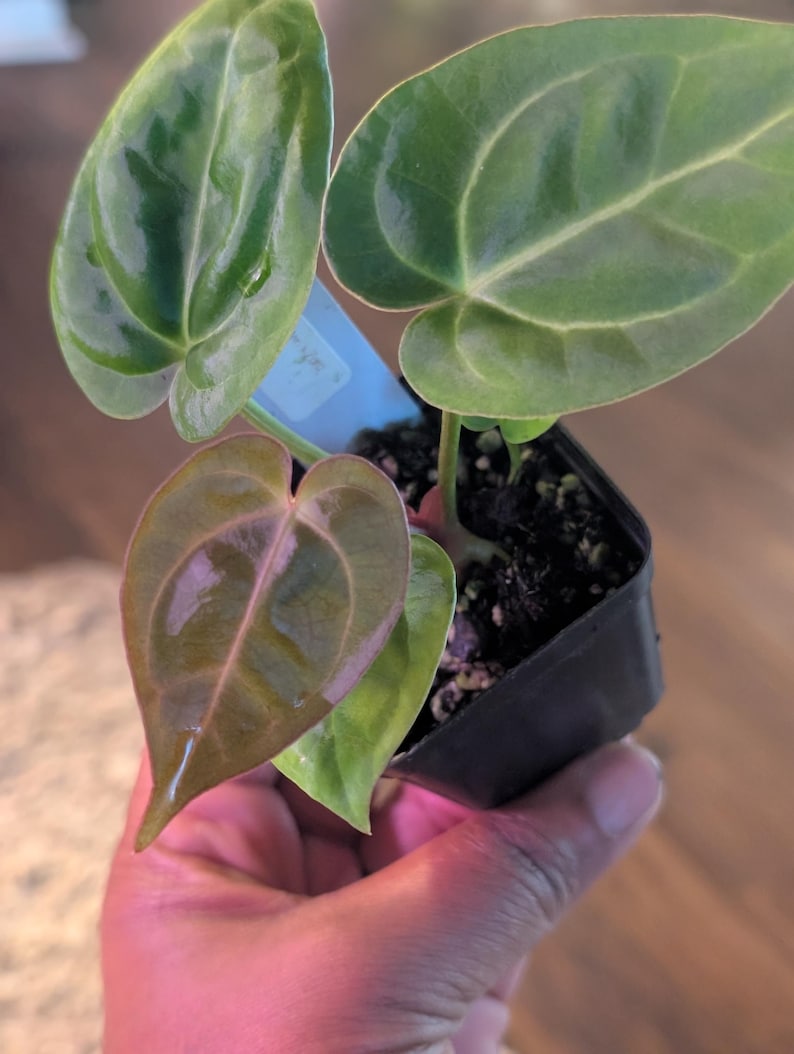 May include: A small potted plant with large, heart-shaped leaves. The leaves are a deep green with prominent veins, and some have a reddish-brown hue. The plant is in a black plastic pot, held by a hand.