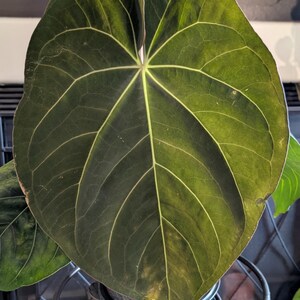 May include: Close-up of a large, dark green leaf with prominent white veins. The leaf has a heart shape and is part of a houseplant. The plant is in a black pot, sitting on a decorative metal plant stand.