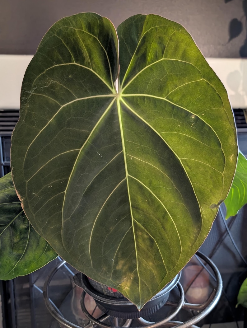 May include: Close-up of a large, dark green leaf with prominent white veins. The leaf has a heart shape and is part of a houseplant. The plant is in a black pot, sitting on a decorative metal plant stand.