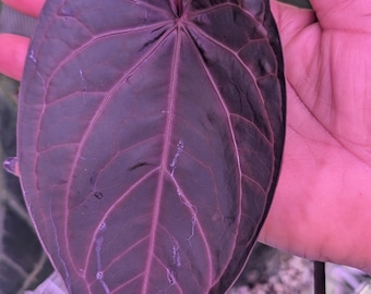 Anthurium "Crystal nightfall" (  Zara x Wuhoos first night x Wuhoos first night x Red crystal PM 1) GROWER'S CHOICE