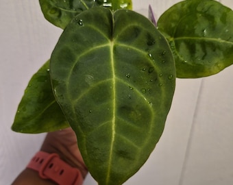 Anthurium "Rebaño de col" Dorayaki x NSE dressleri x KOS x besseae aff x forgetii plántula Elección del cultivador