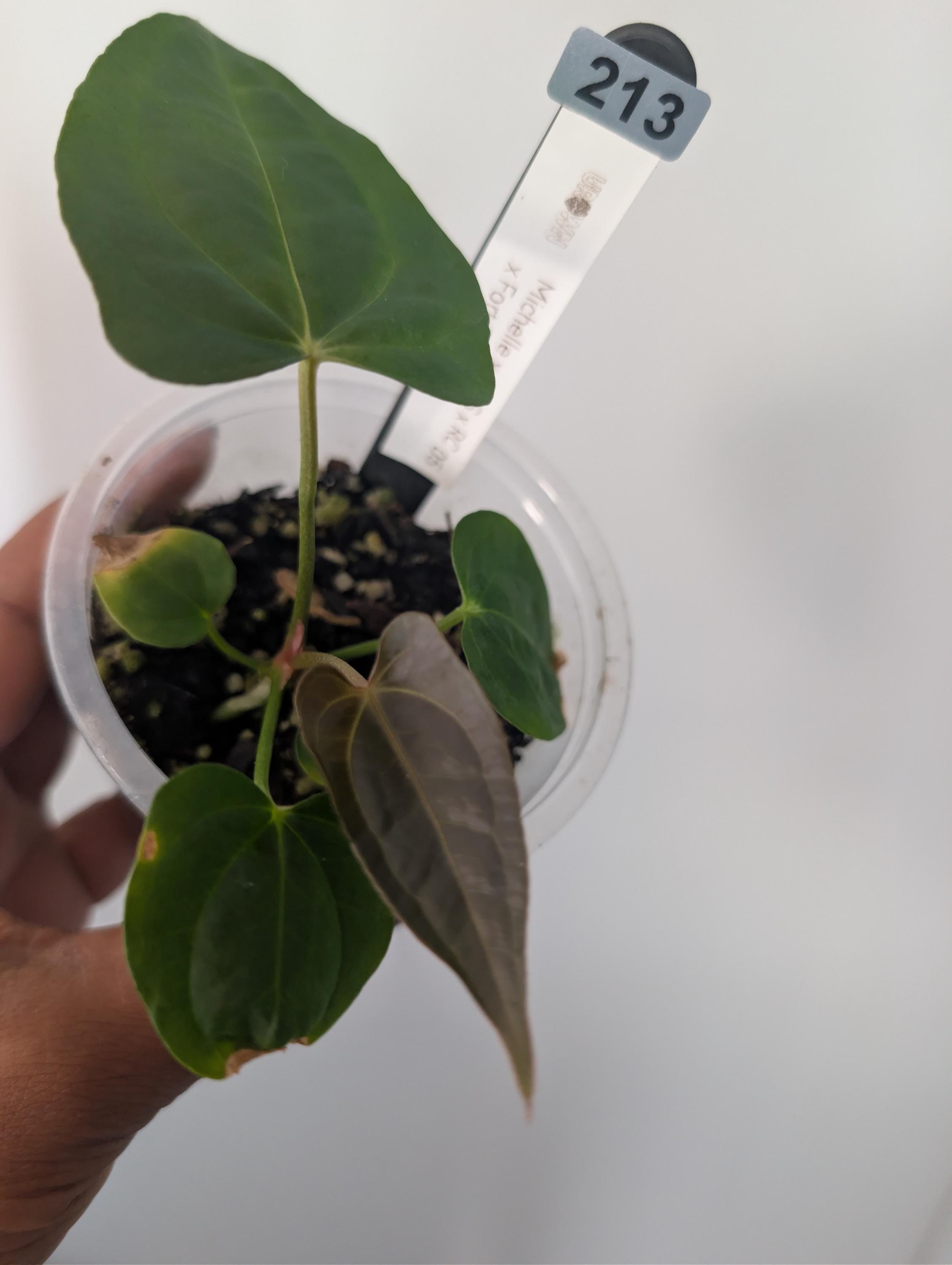 Anthurium besseae red veins no.1 夏用梱包 Anthurium besseae red